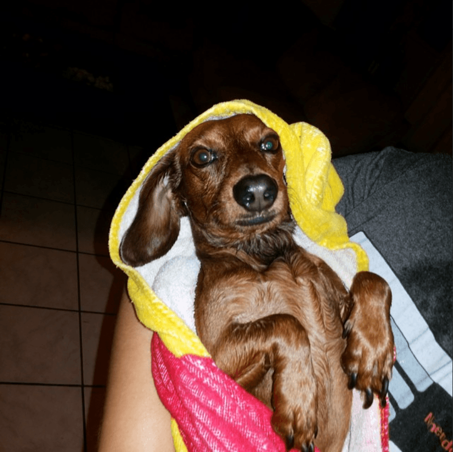 A brown dachshund wrapped in a yellow, white, and pink towel