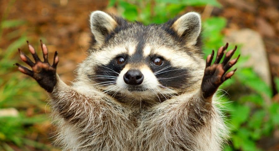 Raccoon facing the camera with both front paws raised